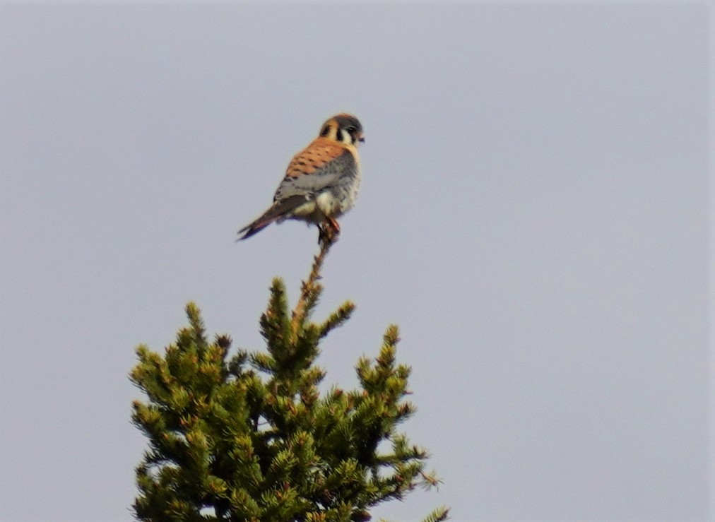 American Kestrel - ML341935691