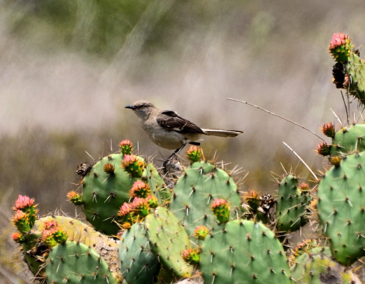 Northern Mockingbird - ML341935771
