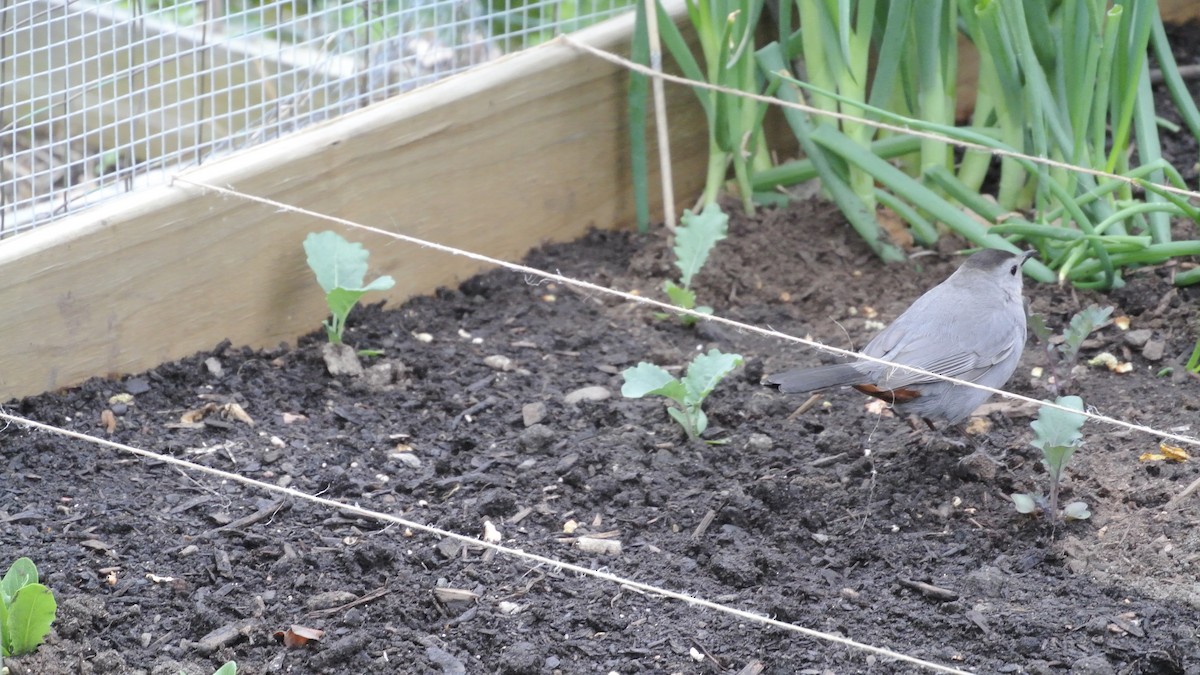 ネコマネドリ - ML341935851