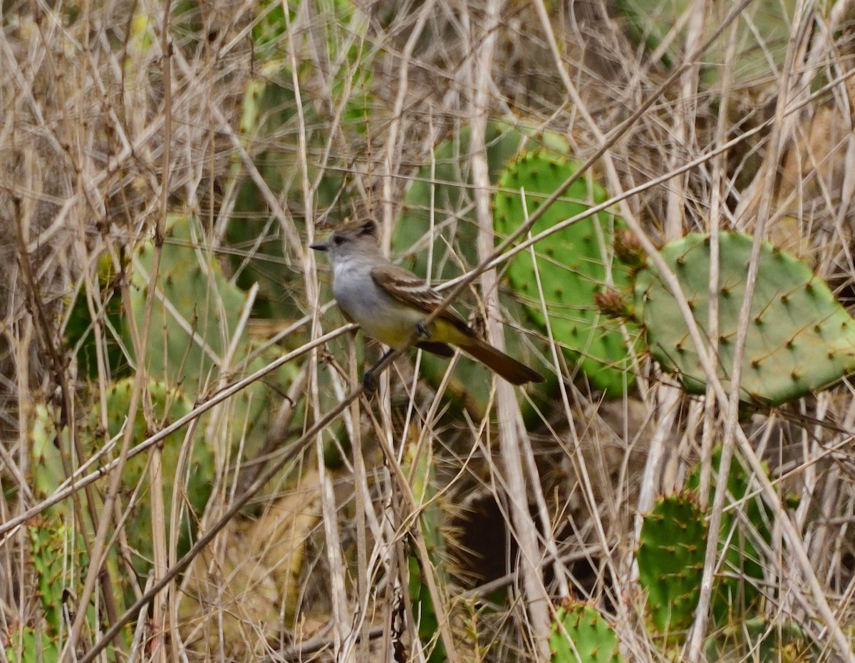 Ash-throated Flycatcher - ML341936111