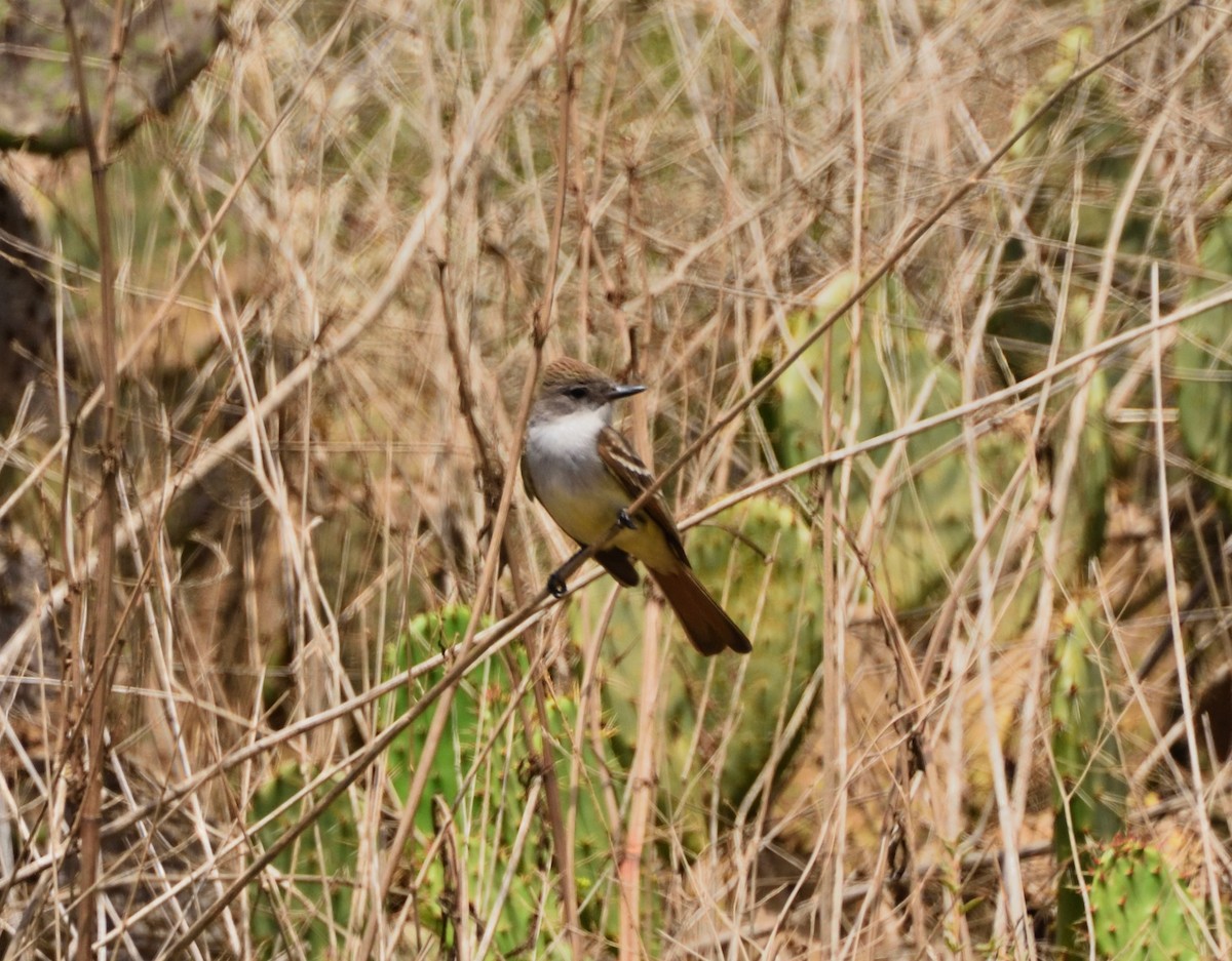 Ash-throated Flycatcher - ML341936131