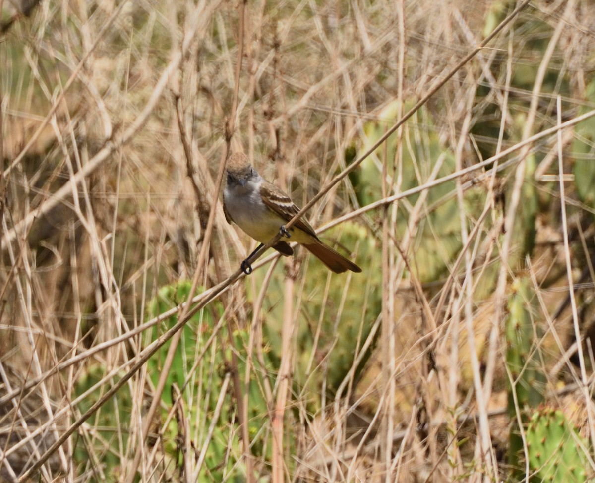 Ash-throated Flycatcher - ML341936411