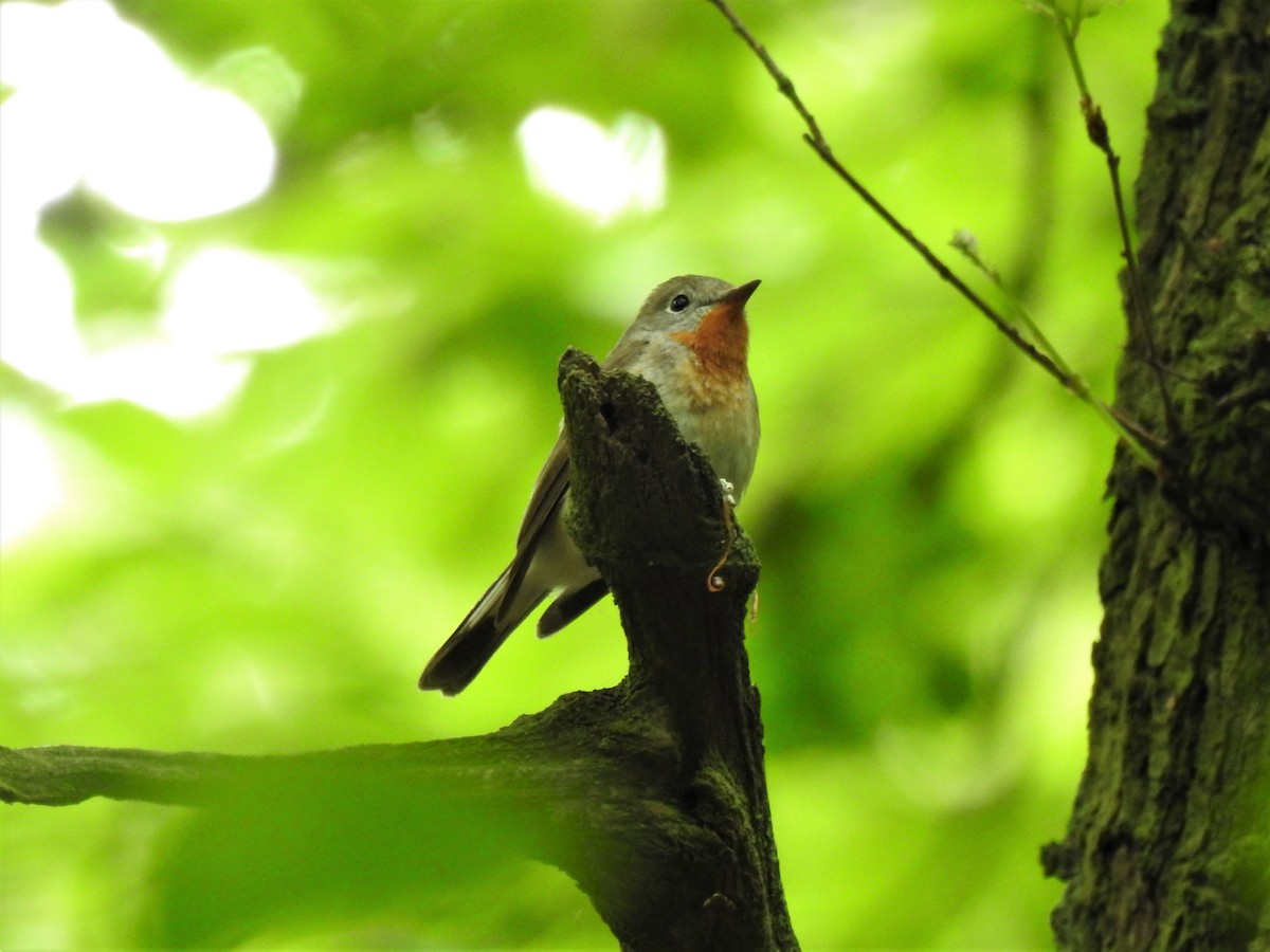 Red-breasted Flycatcher - ML341936741