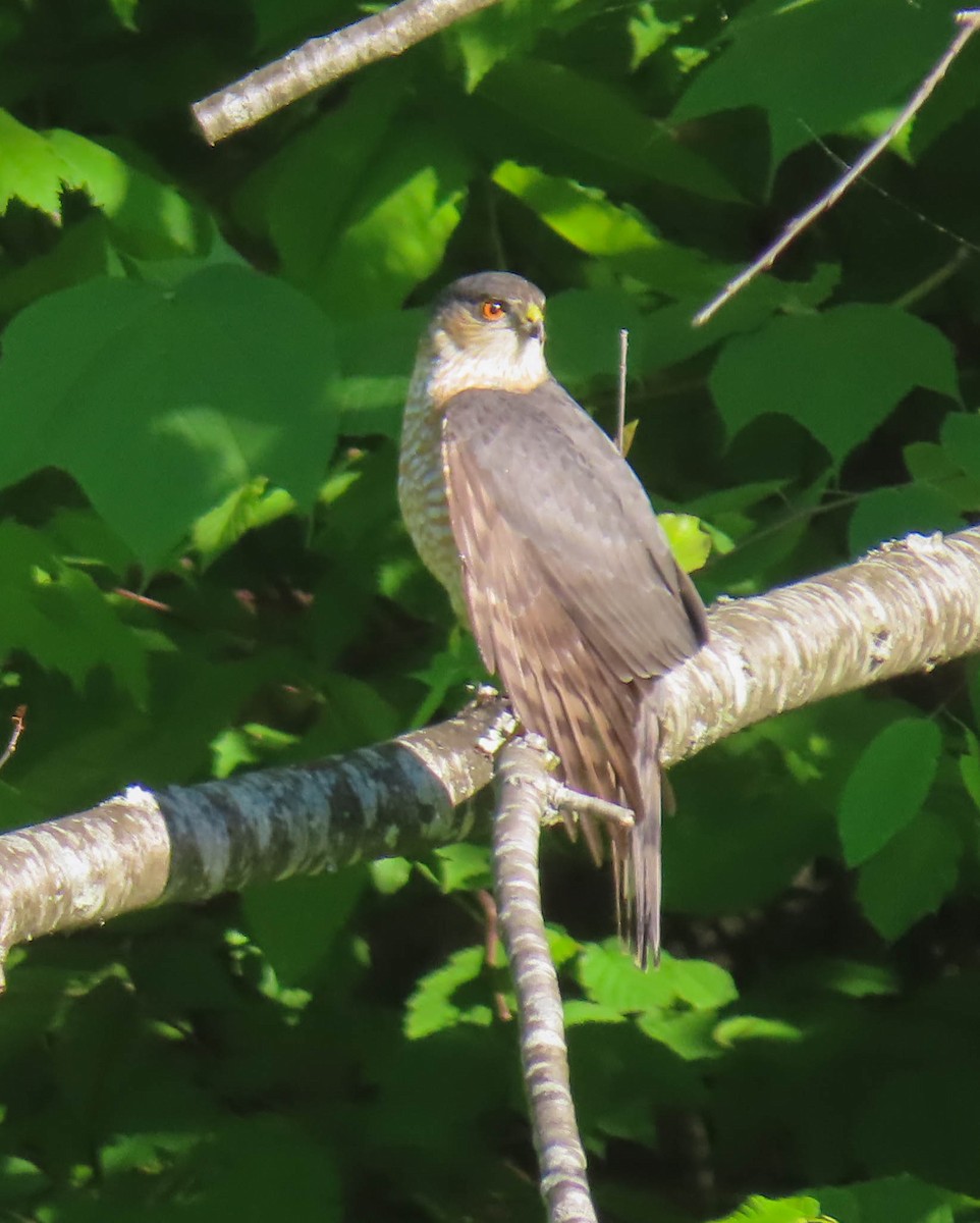 Sharp-shinned Hawk - sheila goss