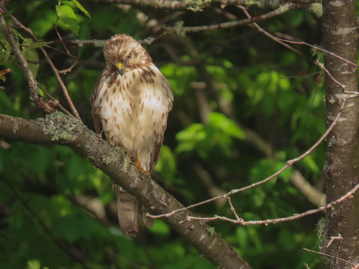 Broad-winged Hawk - sheila goss