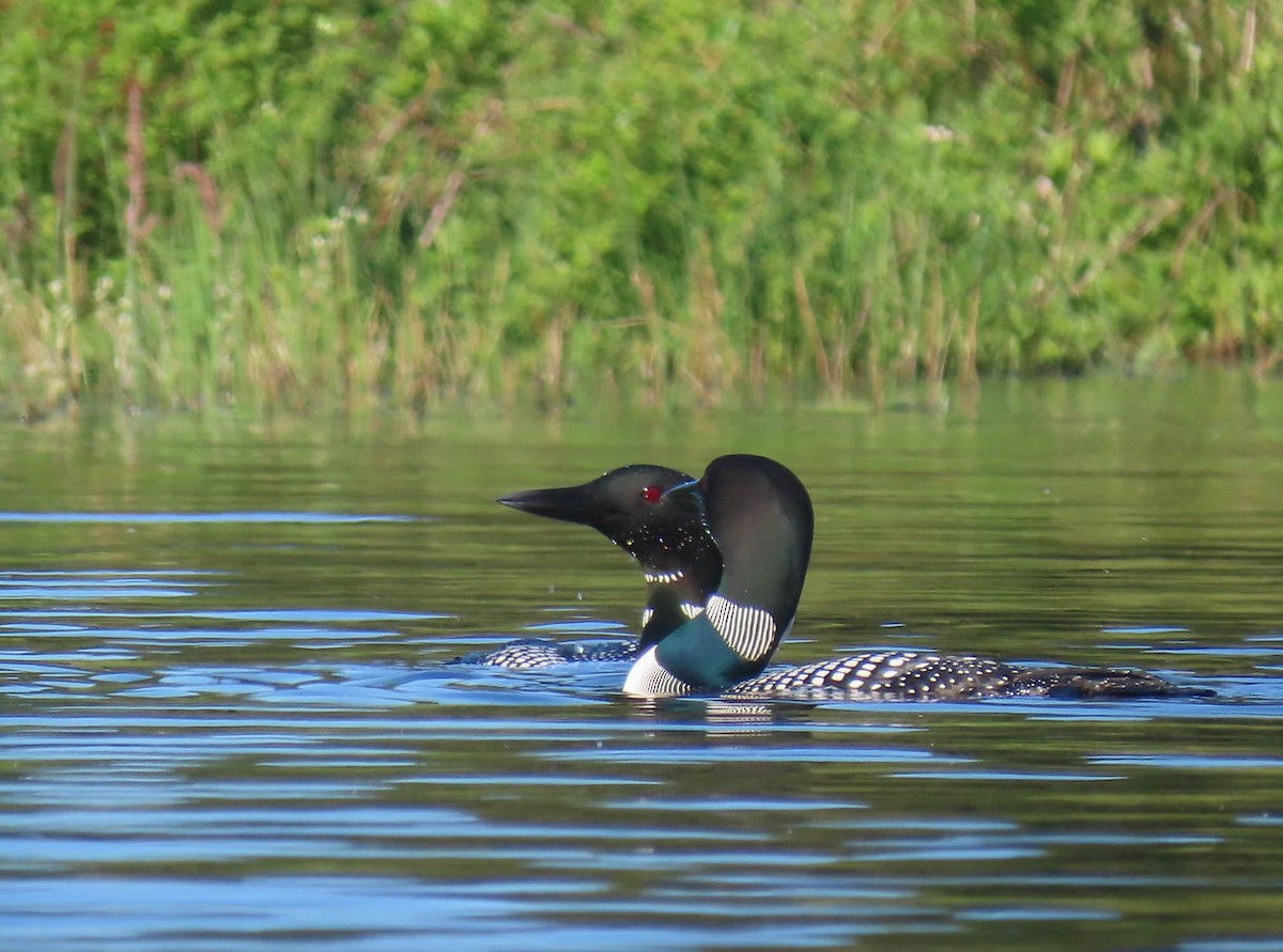 Common Loon - sheila goss