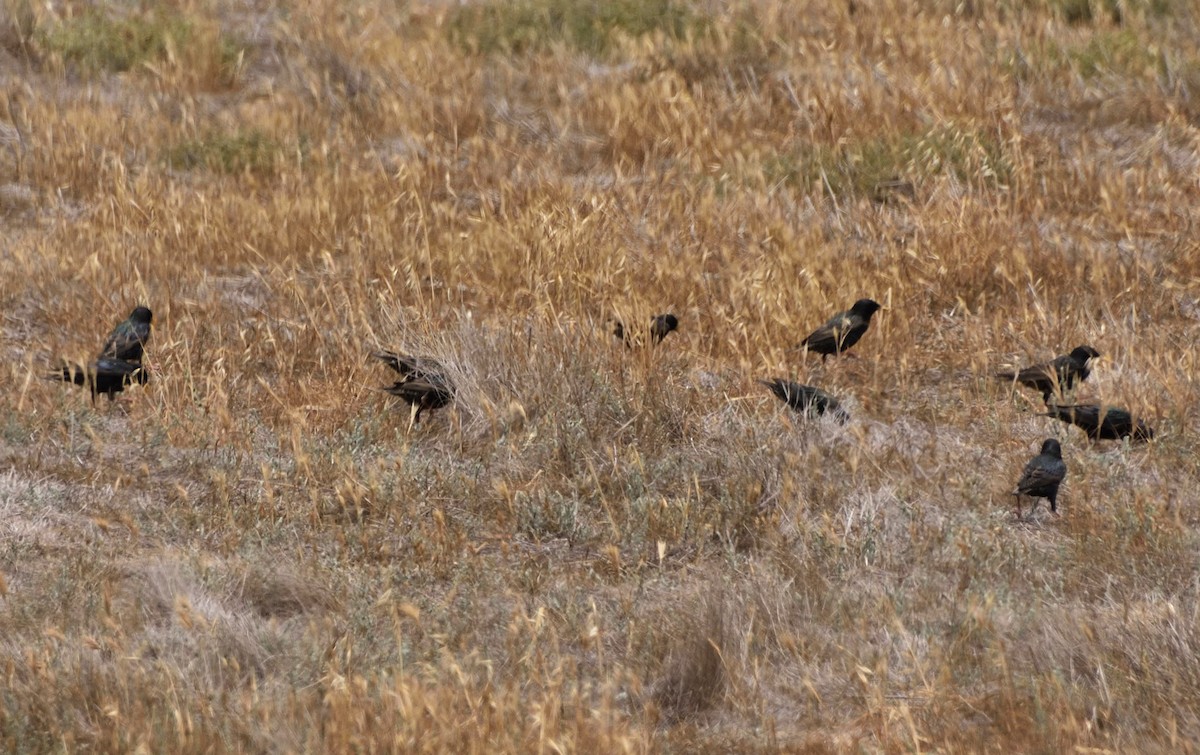 European Starling - ML341941151