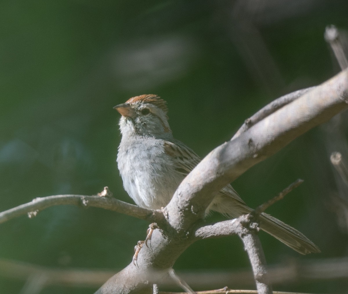 Rufous-winged Sparrow - ML341941721