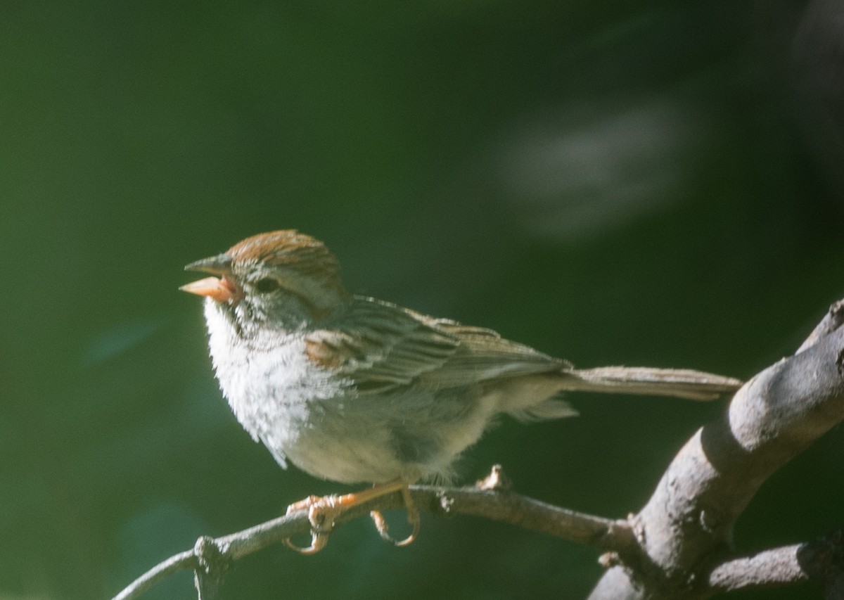 Rufous-winged Sparrow - ML341941731