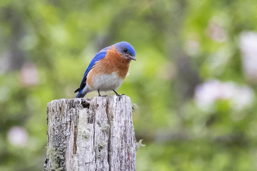 Eastern Bluebird - ML341941751