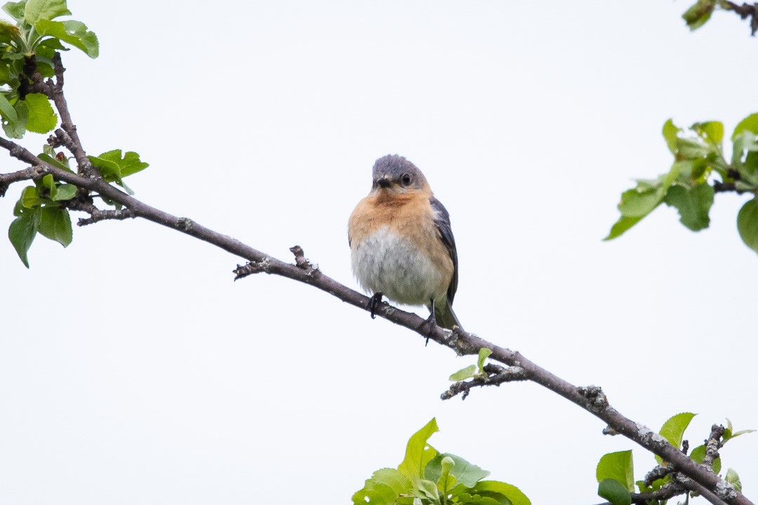 Eastern Bluebird - ML341941761