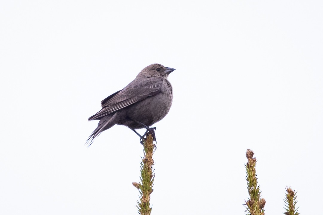 Brown-headed Cowbird - ML341941851