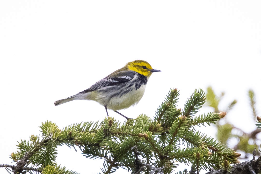 Black-throated Green Warbler - ML341941891