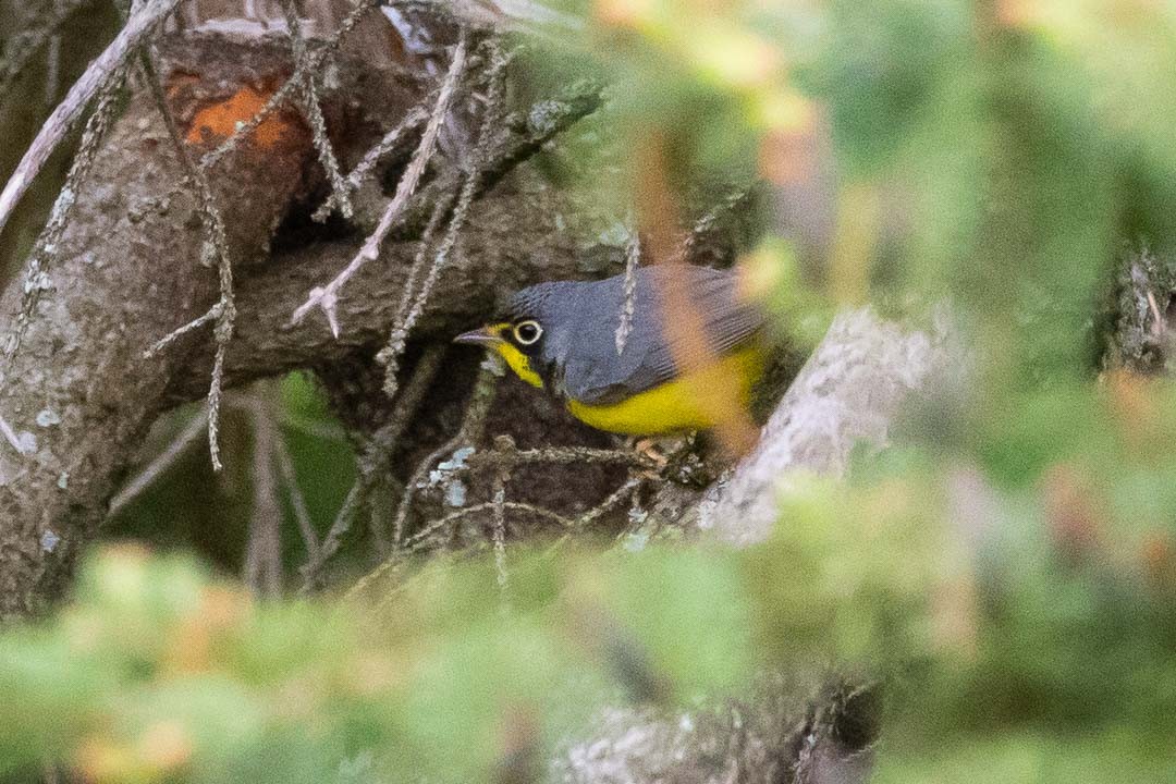 Canada Warbler - ML341941991