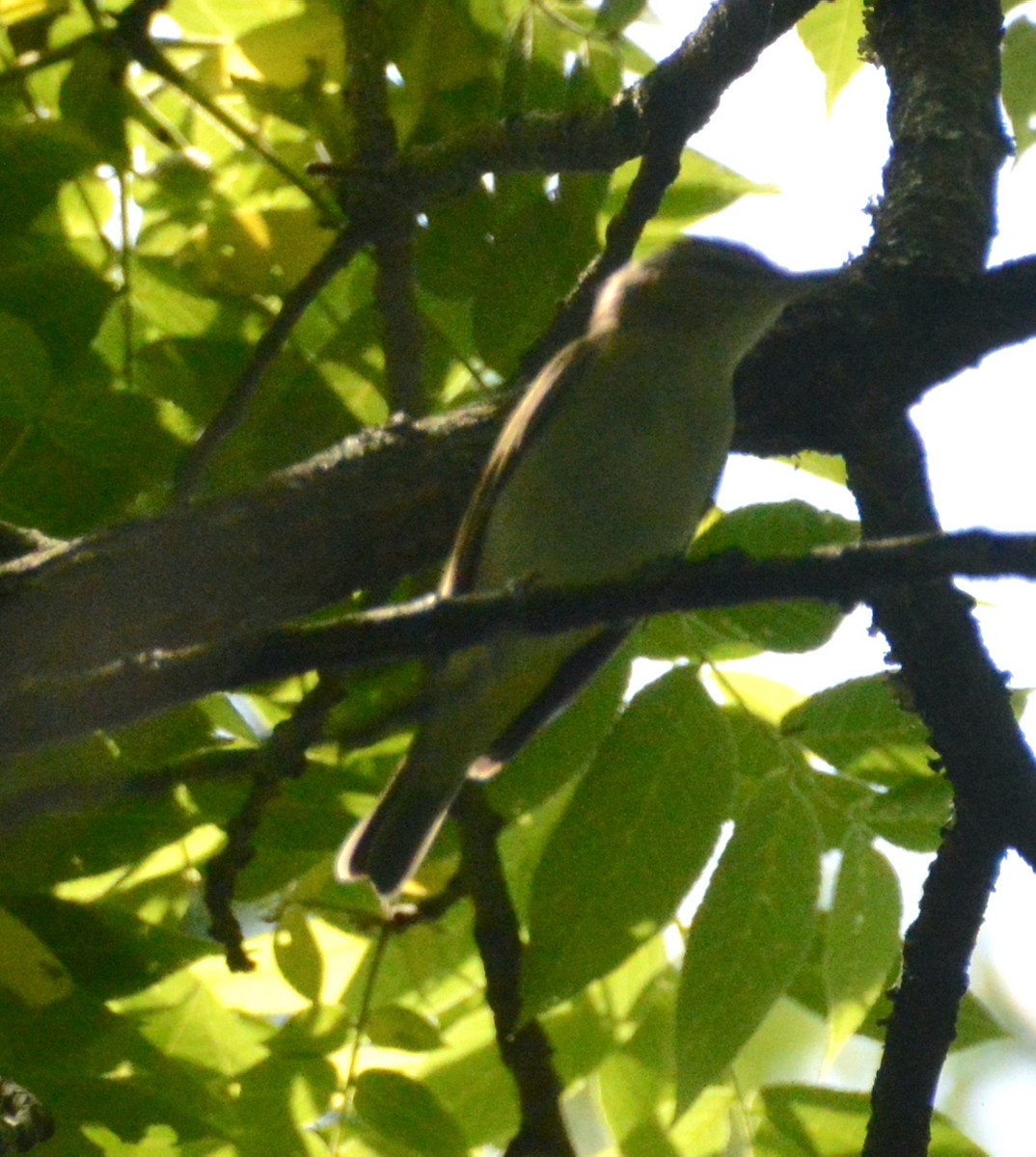 Red-eyed Vireo - ML341943251