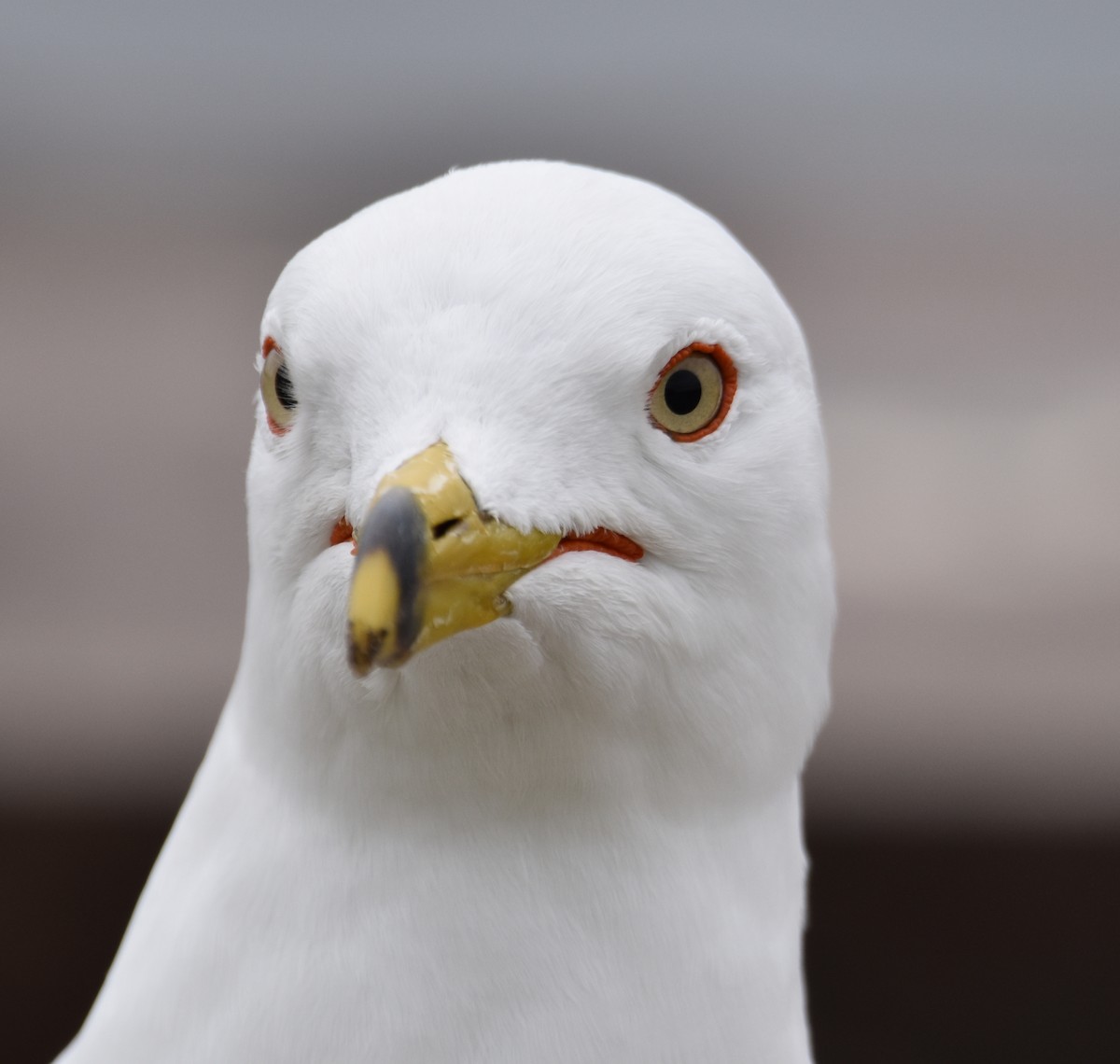 Ring-billed Gull - Janelle Jones