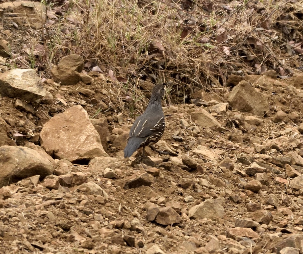 California Quail - ML341947311