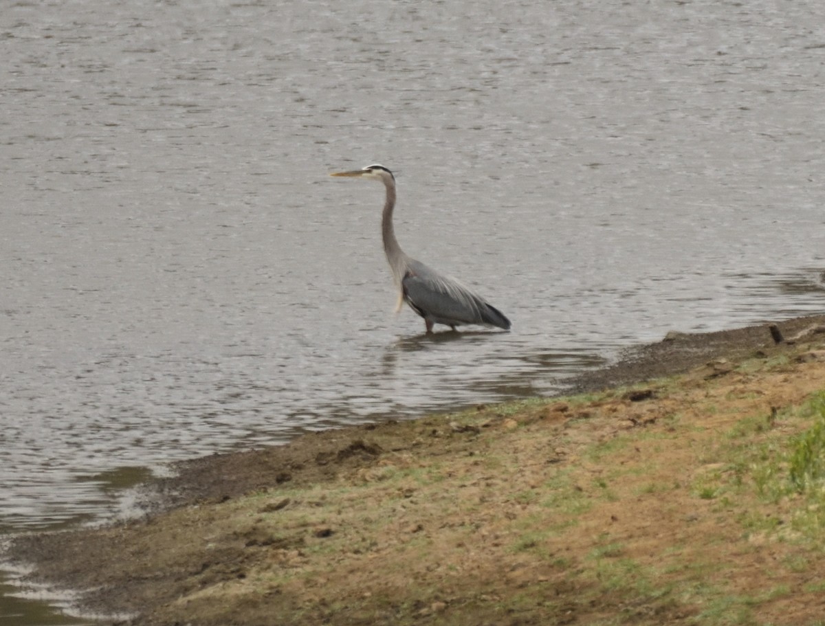 Great Blue Heron - ML341947451