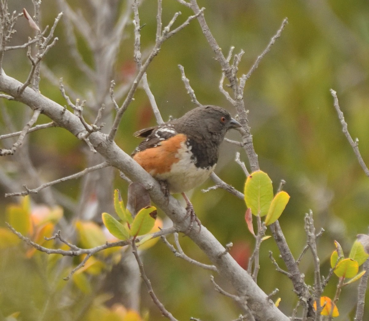 Spotted Towhee - ML341947571