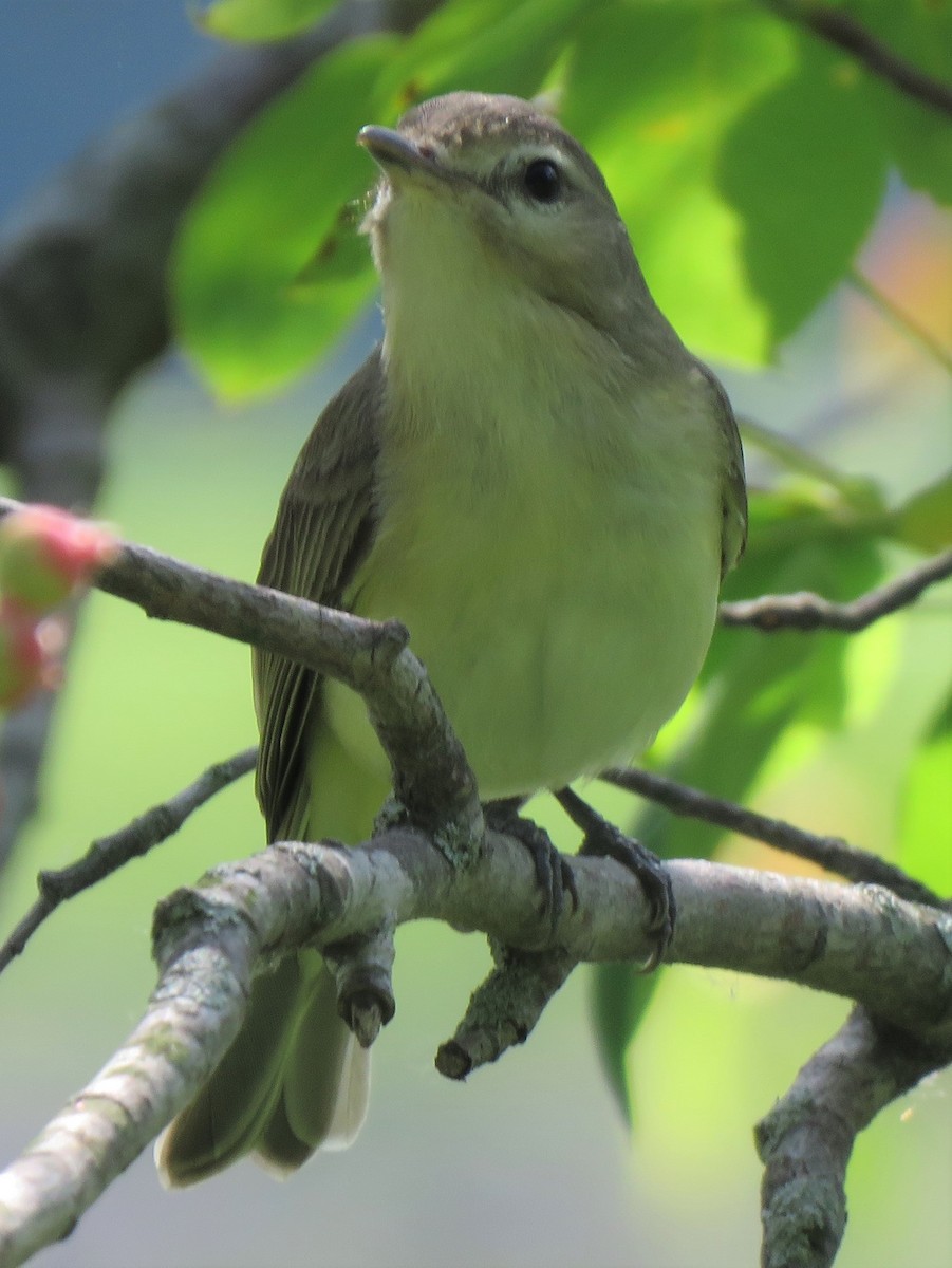 Warbling Vireo - ML341947591