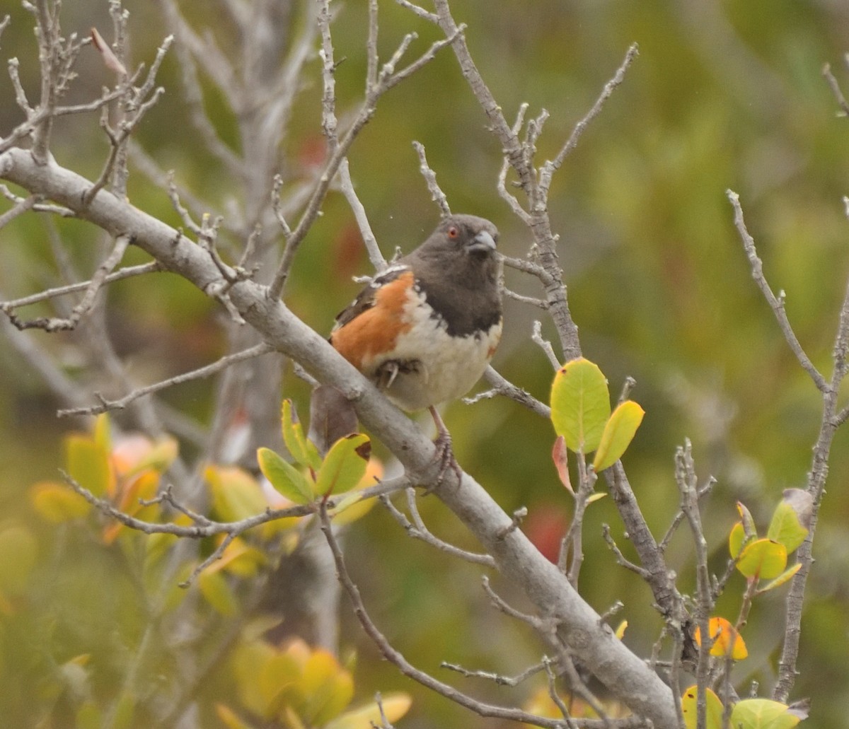Spotted Towhee - ML341947601