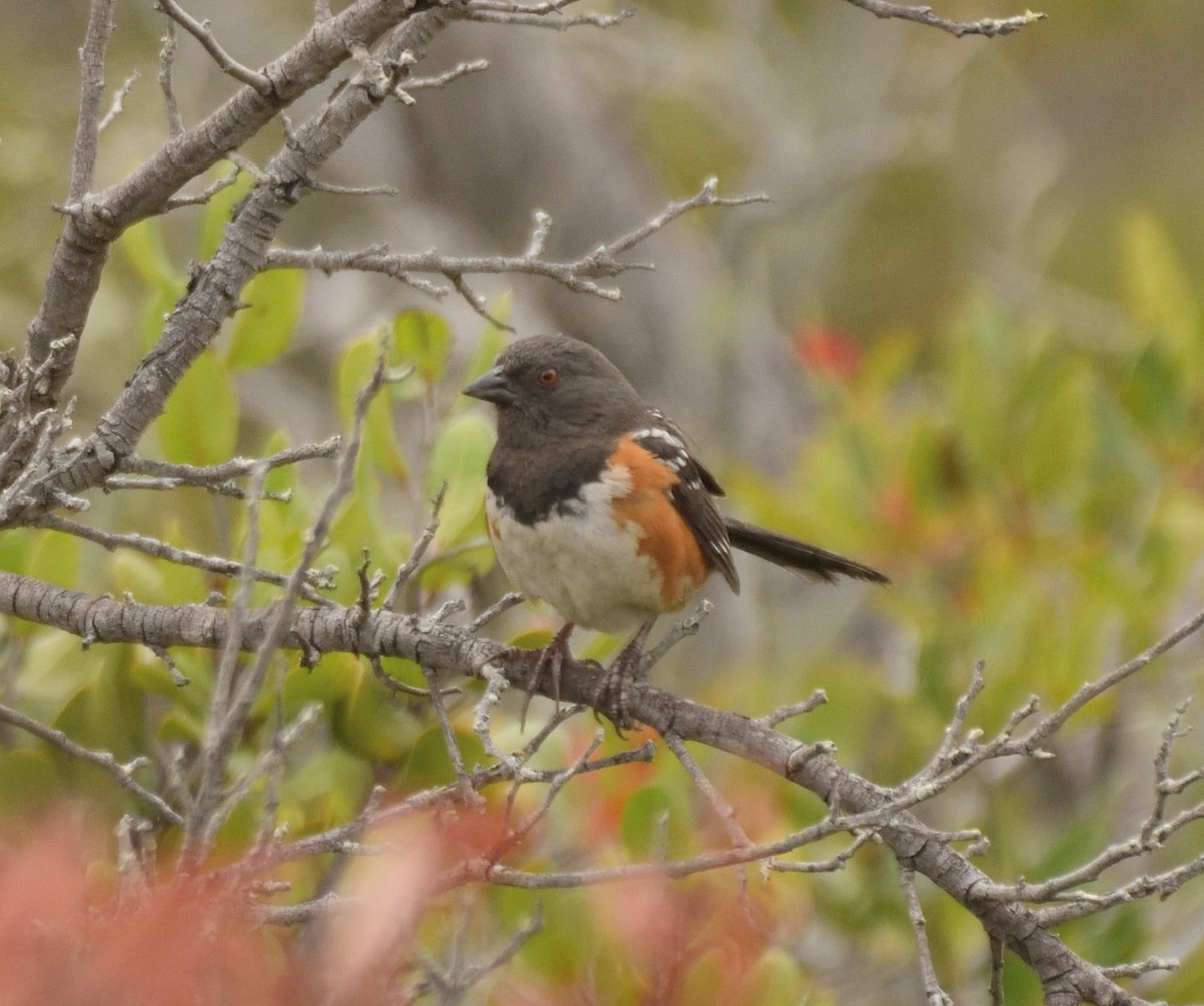 Spotted Towhee - ML341947621
