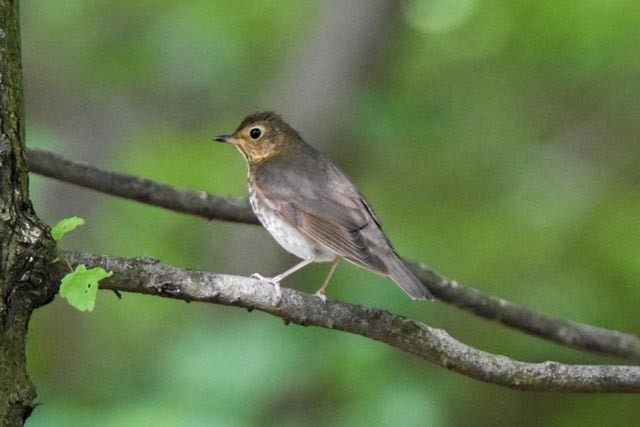 Swainson's Thrush - ML341948181