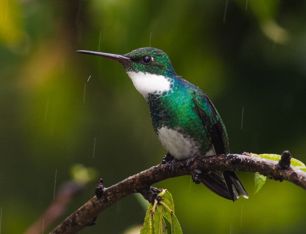 White-throated Hummingbird - Chris Fagyal