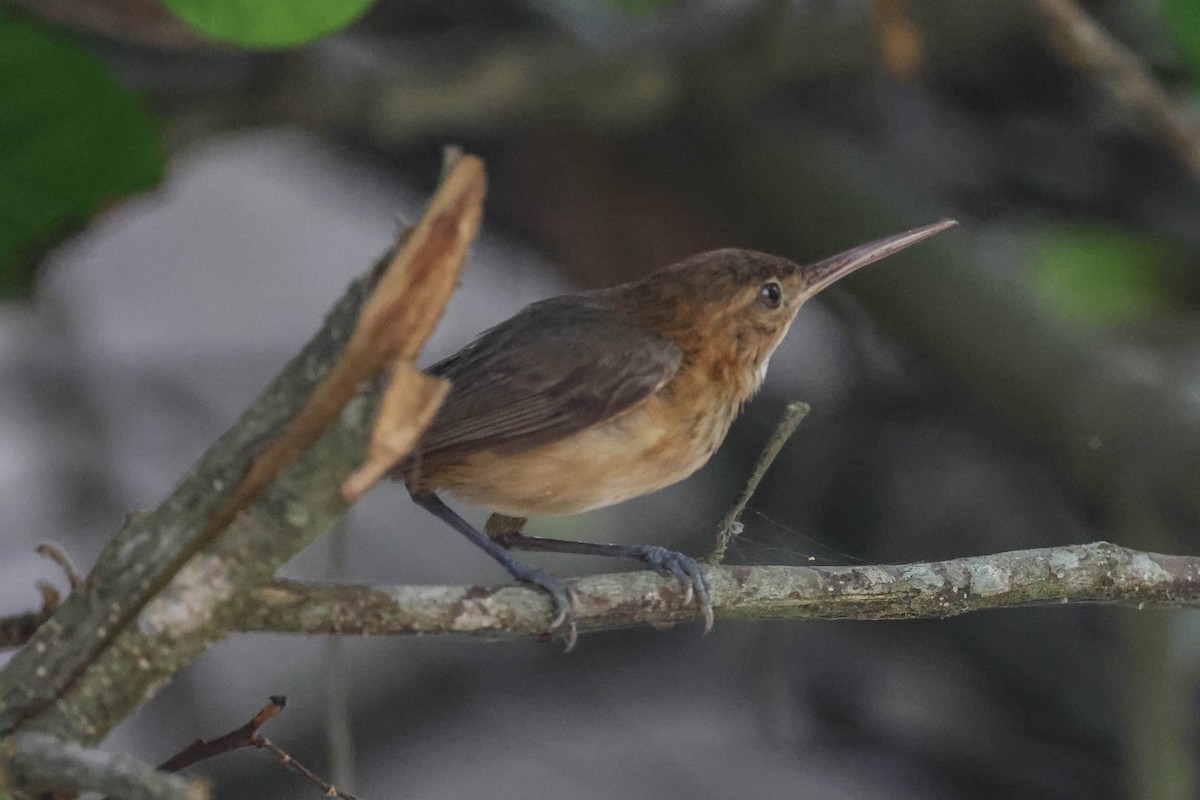 Long-billed Gnatwren - ML341948841