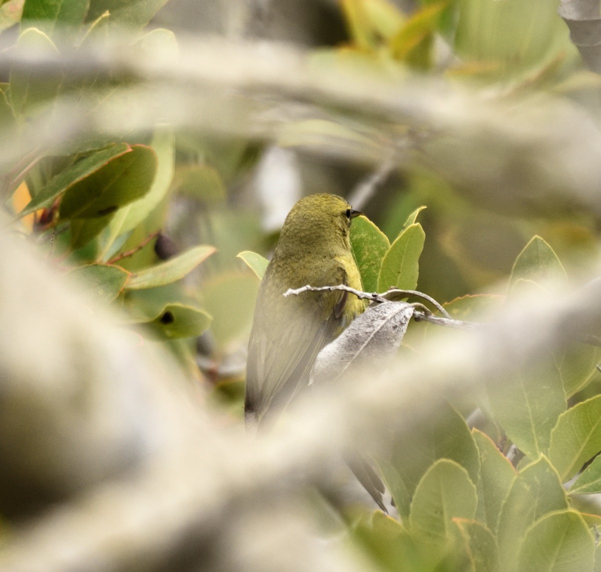 Orange-crowned Warbler - ML341949061