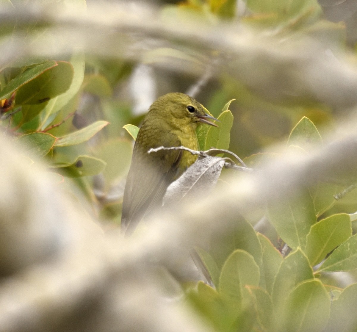 Orange-crowned Warbler - ML341949081