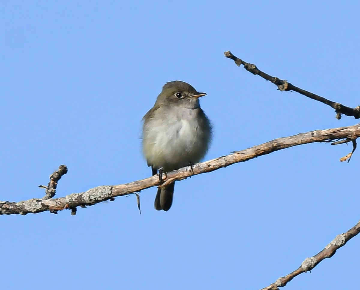 Alder Flycatcher - ML341949121