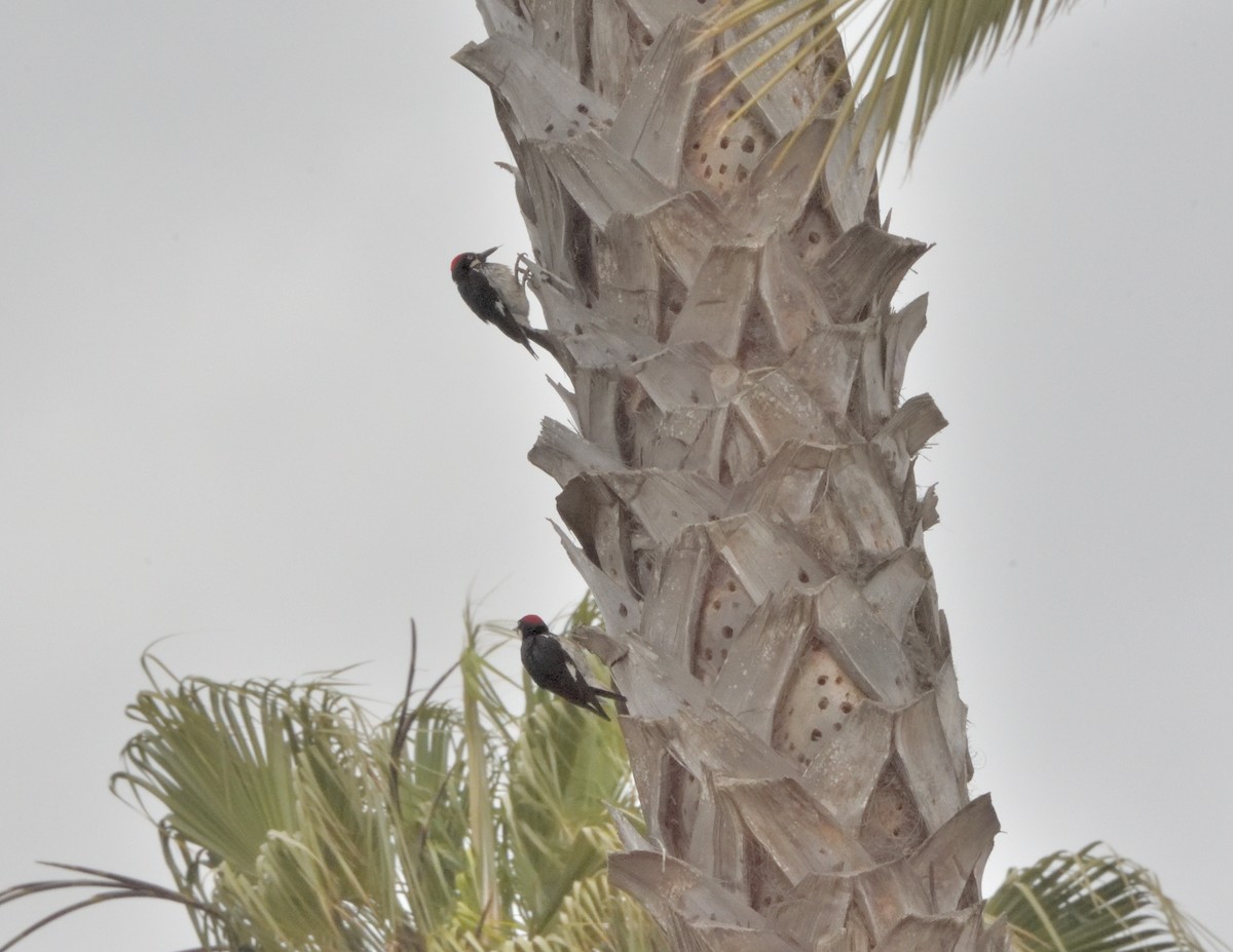 Acorn Woodpecker - ML341949501