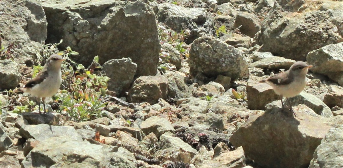 Rock Wren - ML341949511