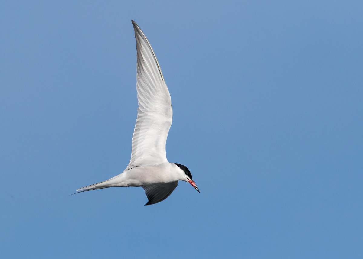 Common Tern - Jim Hoover