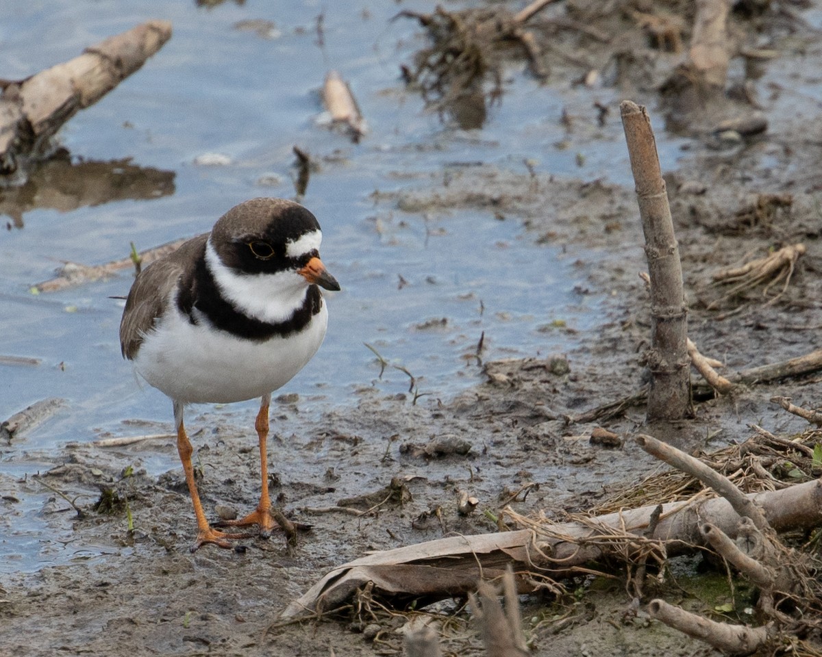 Semipalmated Plover - Lauren Nagoda