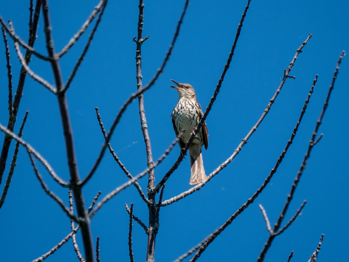 Brown Thrasher - ML341953641