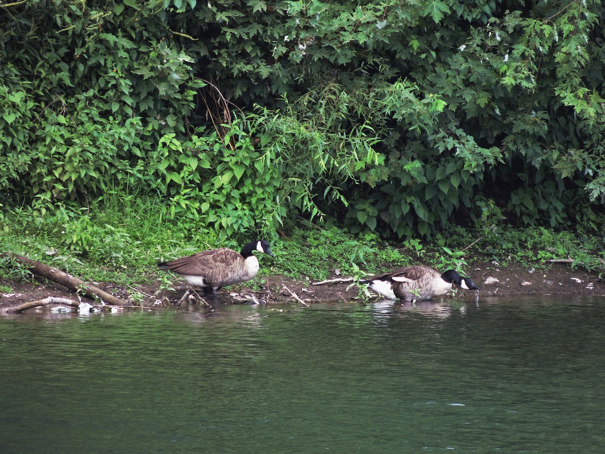 Canada Goose - Darrell  Good