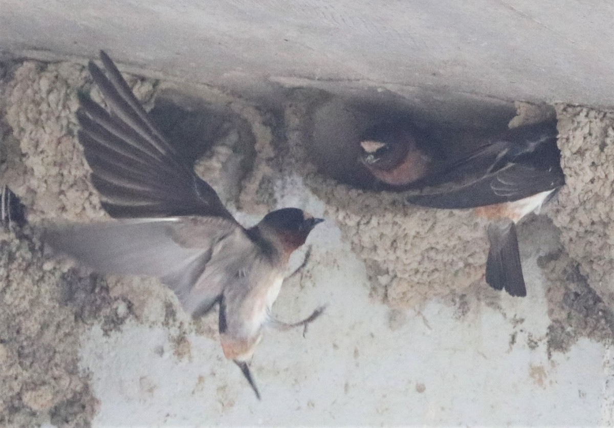 Cliff Swallow - ML341956141