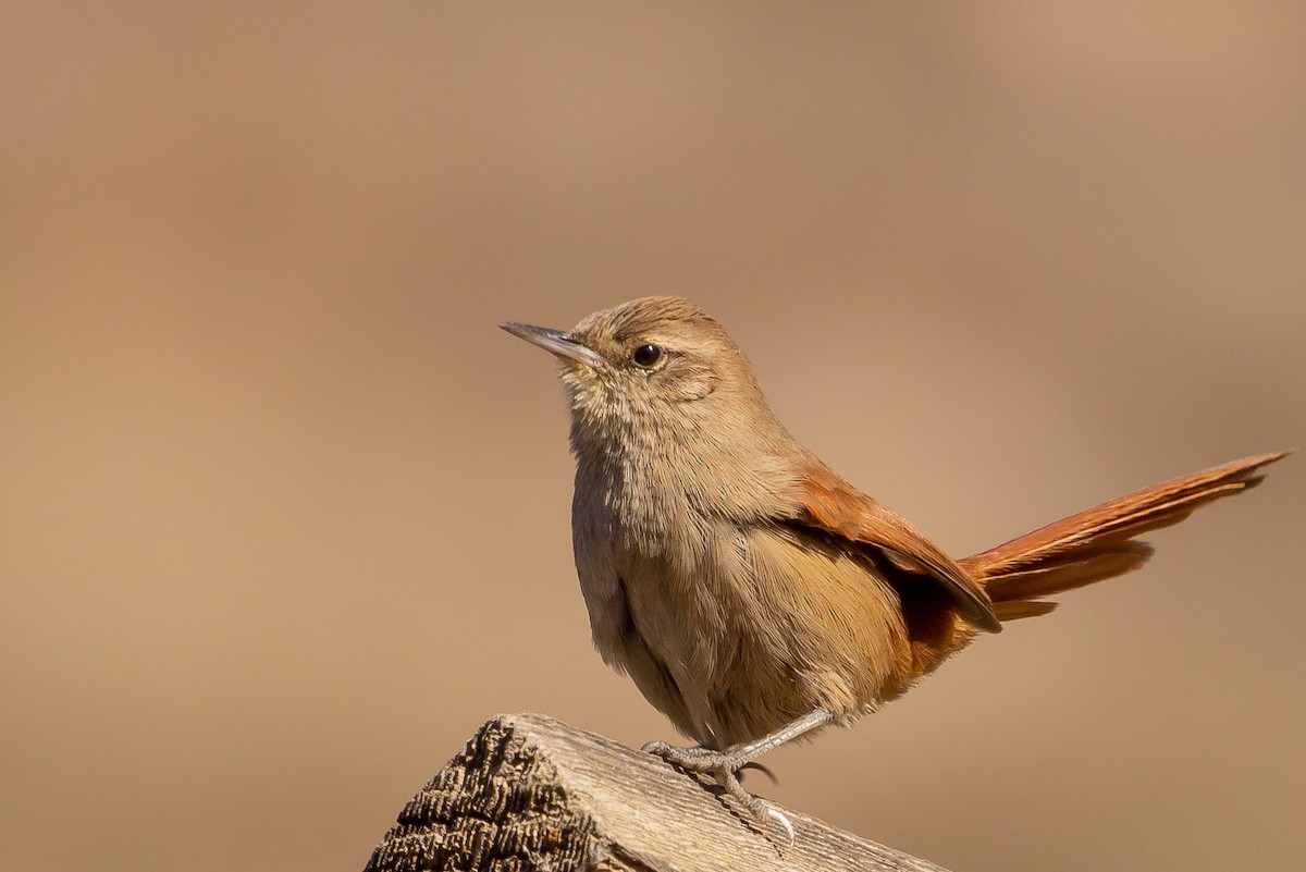 Canyon Canastero - Pablo Andrés Cáceres Contreras