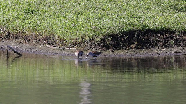 Dunlin - ML341958041