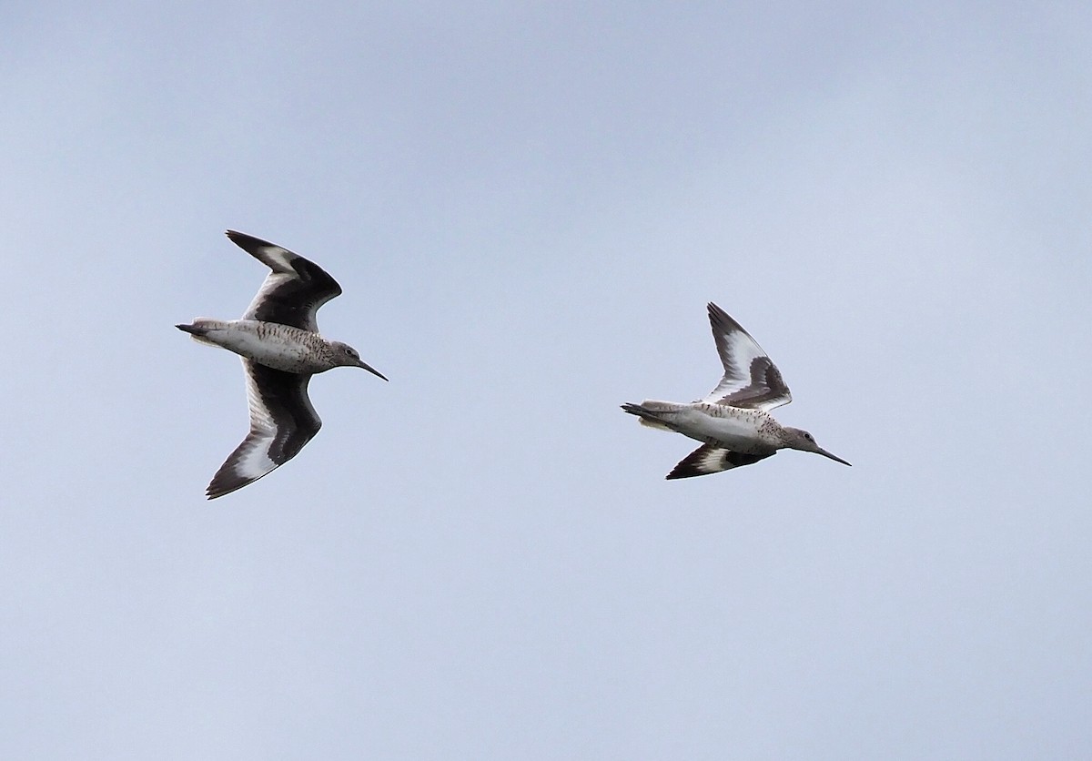 Willet (Western) - ML341958441