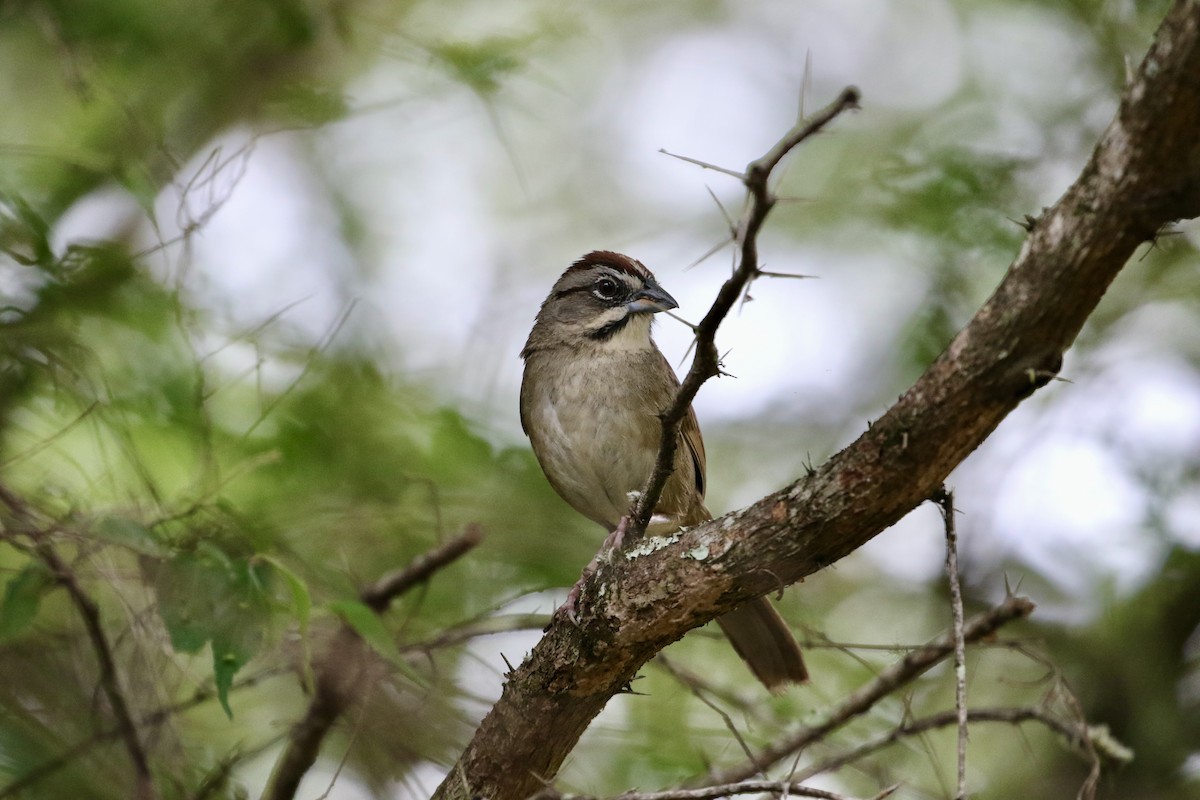 Rusty Sparrow - ML341959121