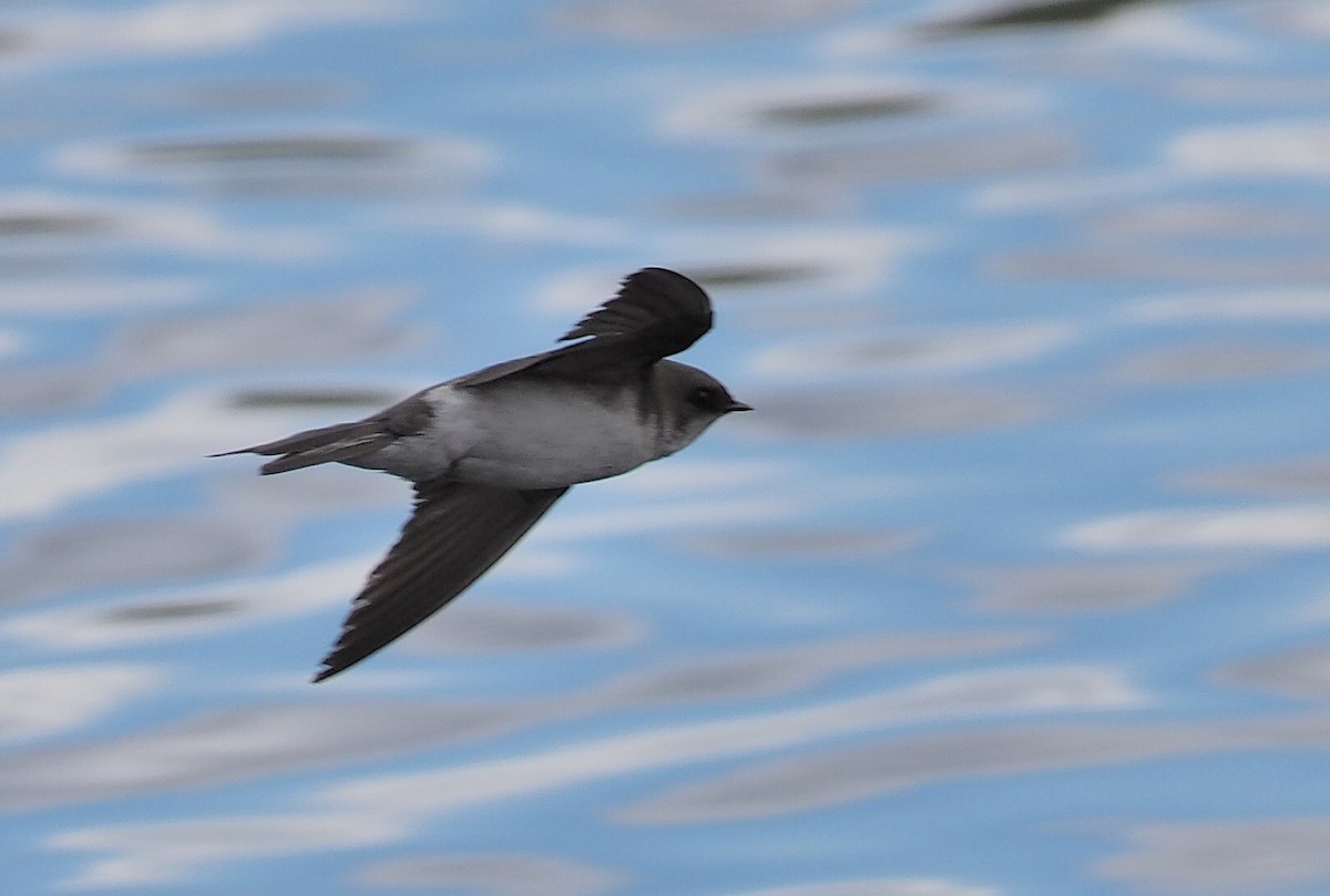 Tree Swallow - ML341959181