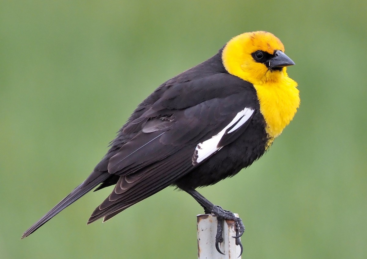 Yellow-headed Blackbird - ML341959691