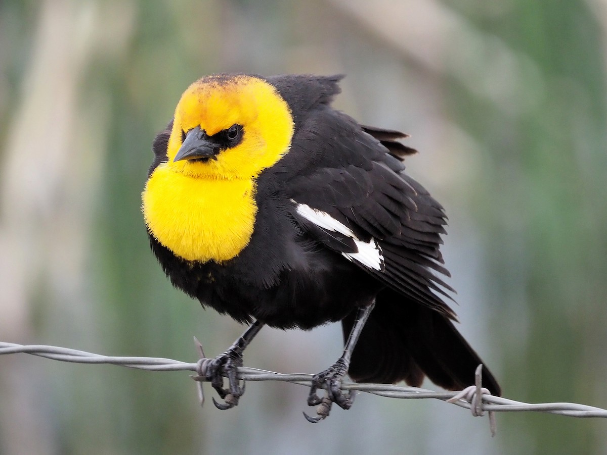 Yellow-headed Blackbird - ML341959911