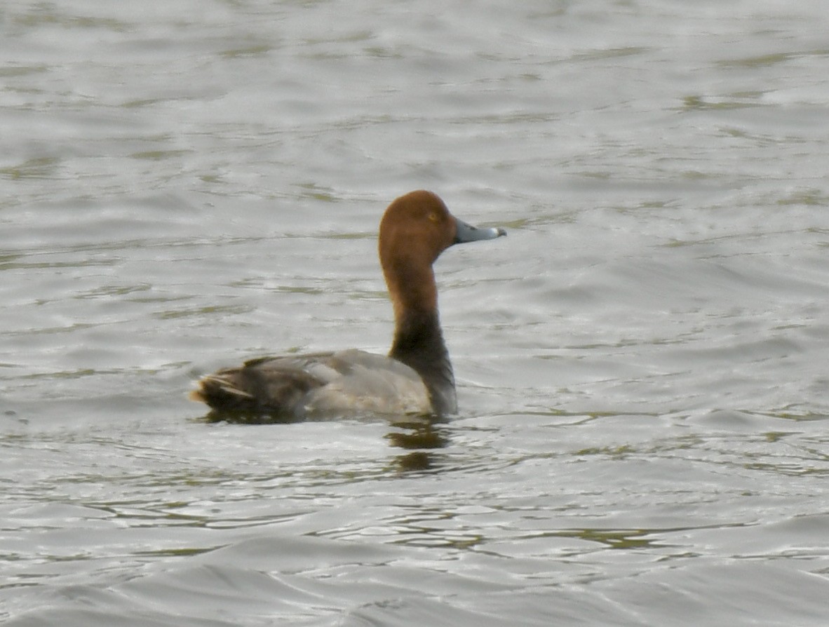 Redhead - David Campbell