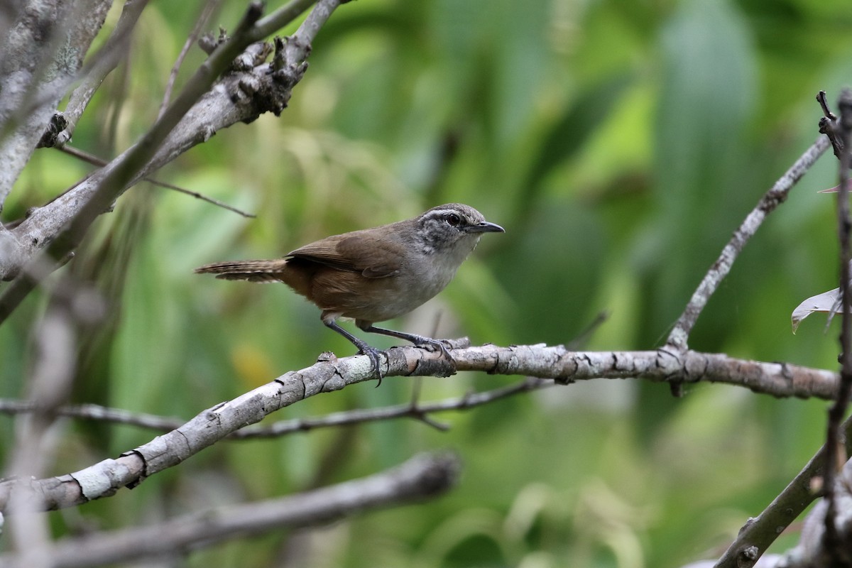 Cabanis's Wren - ML341961161