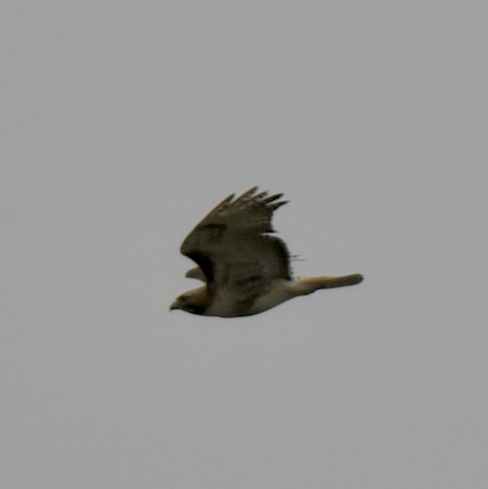 Red-tailed Hawk - David Campbell