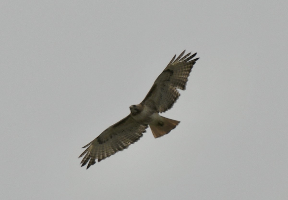 Red-tailed Hawk - David Campbell